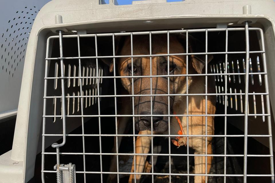 This week, 34 dogs are arriving at Washington Dulles International Airport from South Korea where they were rescued from the dog meat industry by Humane Society International/Korea and its partners.