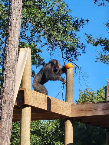 <p> Kierstin Luckett at Chimp Haven</p> A rescue chimp reaching for a small pumpkin placed in their habitat at Chimp Haven in Louisiana.