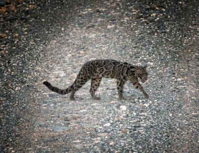 A Bornean Clouded Leopard (Neofelis diardi), found only on Borneo and Indonesia's Sumatra is seen in the Deramakot Forest Reserve in Malaysia's Sabah state, November 6, 2017. Picture taken November 6, 2017.  REUTERS/Michael Gordon