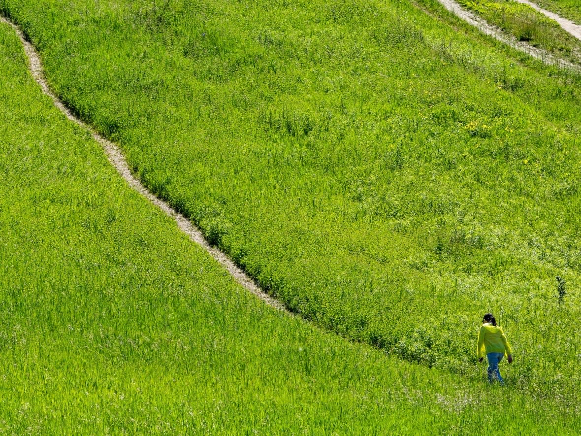 A hiker starts on a high graded hill climb at the Rouge Urban National Park, in Toronto on June 15, 2021. Parks Canada says proposed provincial changes to the greenbelt pose a 'probable risk of irreversible harm to wildlife, natural ecosystems and agricultural landscapes within Rouge National Urban Park thereby reducing the viability and functionality of the park's ecosystems and farmland.'  (Giordano Ciampini/The Canadian Press - image credit)