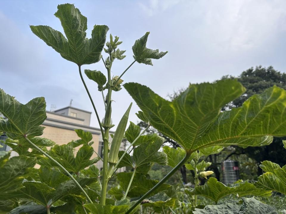 健康蔬果自己種，中市環保局有規劃環保農園，民眾可免費承租五個月，即日起開放報名。（圖：中市府提供）