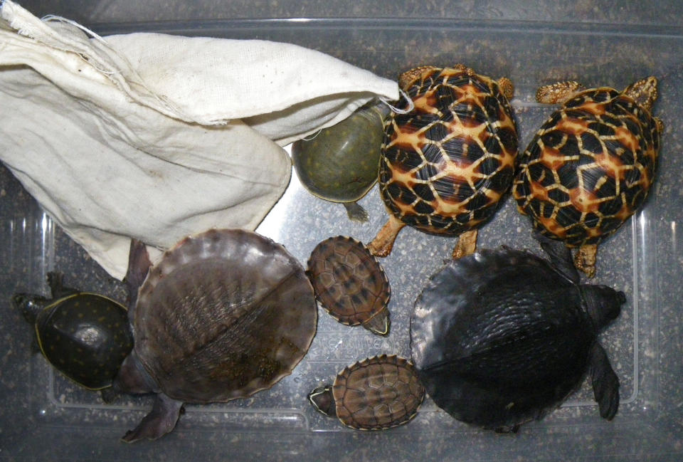 FILE - This file photo provided by the U.S attorney's office in Los Angeles shows turtles that were confiscated Friday, Jan. 7, 2011, at Los Angeles International Airport. Two men, Atsushi Yamagami and Norihide Ushirozako both of Osaka, Japan, were arrested in January 2011 for allegedly smuggling more than 50 live turtles and tortoises into the United States. Yamagami was sentenced Monday, April 30,2012 to 21 months in prison and ordered to pay about $18,000 in fines. (AP Photo/US Attorney's Office, File)