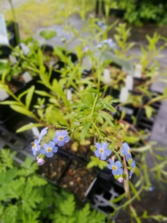 <p><a href="https://woodbrooknativeplantnursery.com/plant/myosotis-laxa-small-water-forget-me-not/" rel="nofollow noopener" target="_blank" data-ylk="slk:Shop Now;elm:context_link;itc:0;sec:content-canvas" class="link ">Shop Now</a></p><p>Forget-me-not (M. laxa), live plant</p><p>woodbrooknativeplantnursery.com</p><p>$5.98</p><span class="copyright">Woodbrook Native Plant Nursery</span>