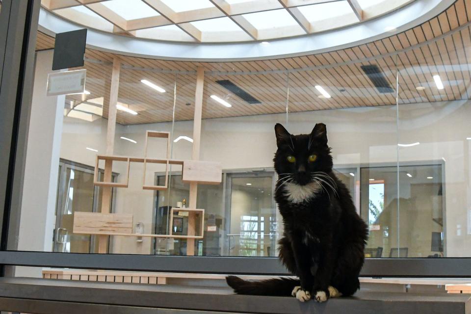 Arthur, an elderly cat with FeLV, welcomes guests to Quinn's Corner. Tabby’s Place, a  cat sanctuary, will host the Grand Opening of Quinn’s Corner, an expansion for unique cats − those who live with feline leukemia virus (FeLV) on Saturday.