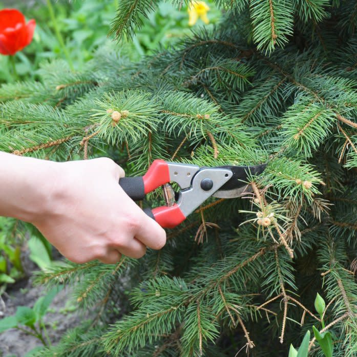  A hand pruning a spruce tree. 