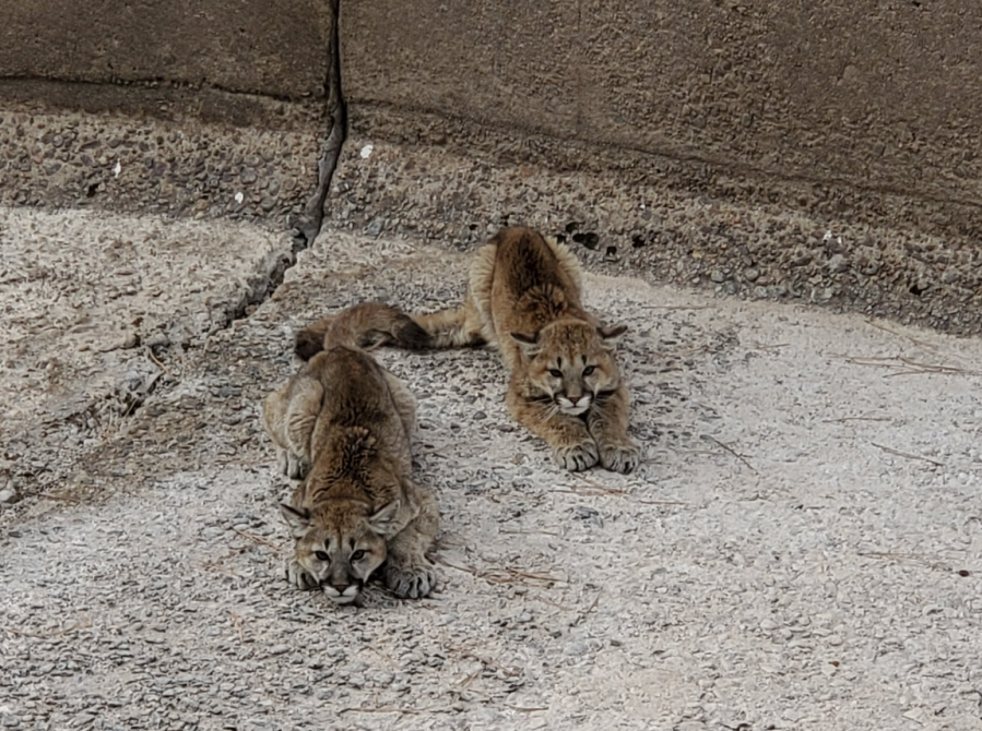 CPW rescues yearling mountain lions from spillway