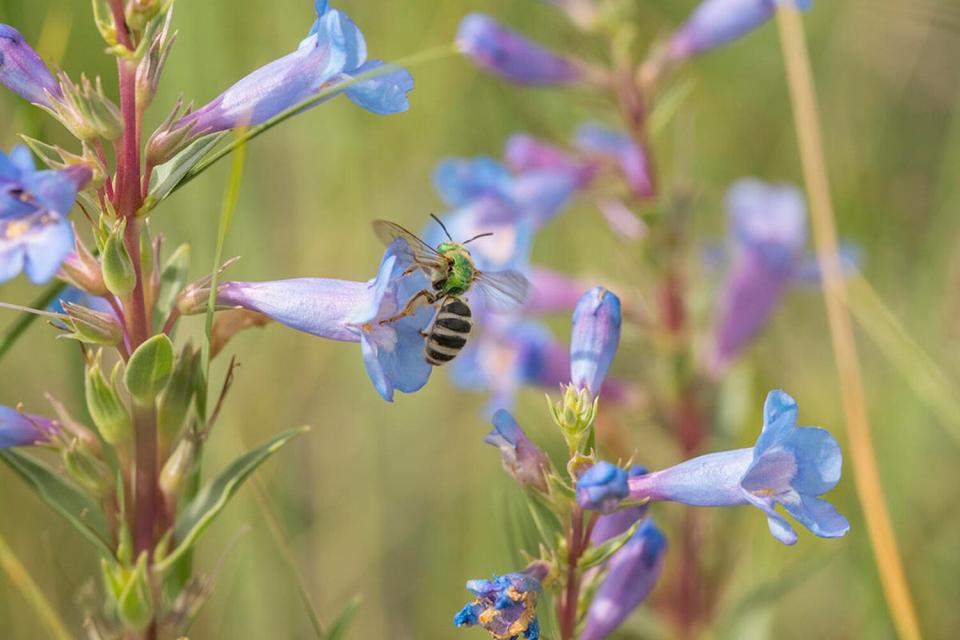 bee on flower