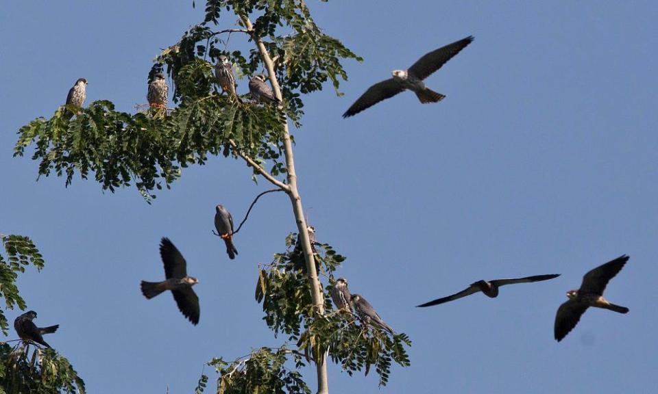 <span>Photograph: Anupam Nath/AP</span>