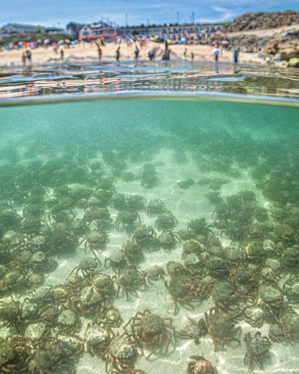 Spider crabs Cornwall - Cornish.coast/BNPS