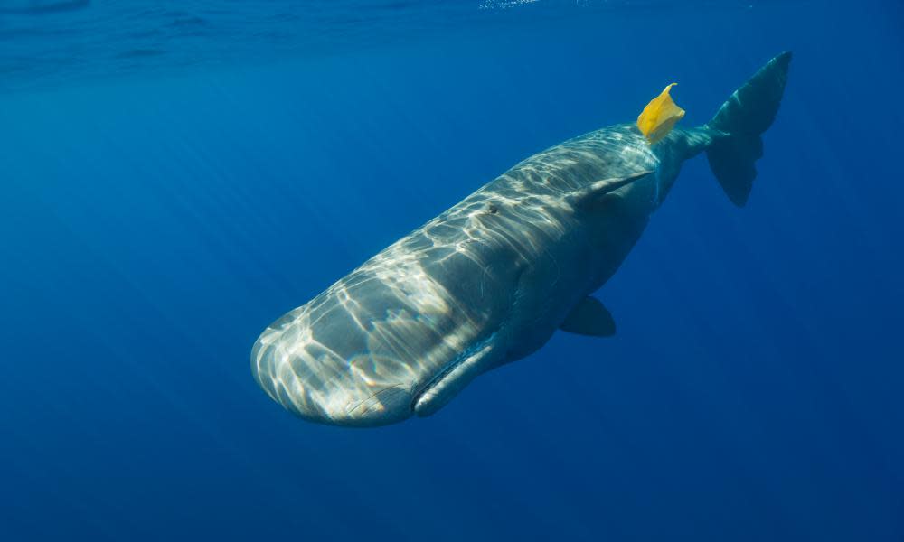A sperm whale plays with plastic waste in the Atlantic.