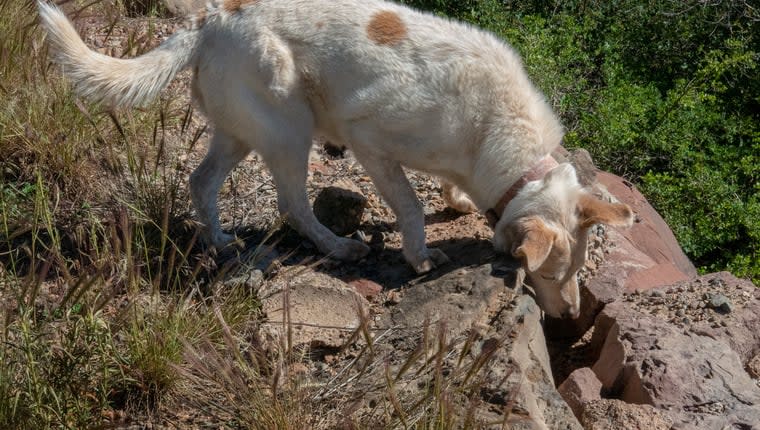 Fossil Discovered by Dog Goes on Display