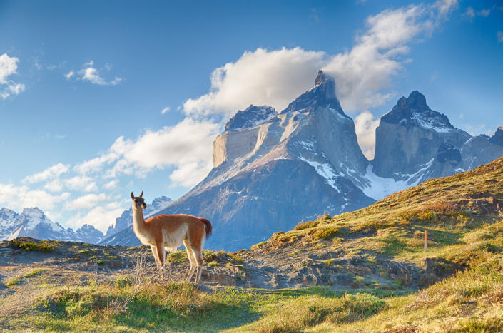 Guanaco en la patagonia chilena