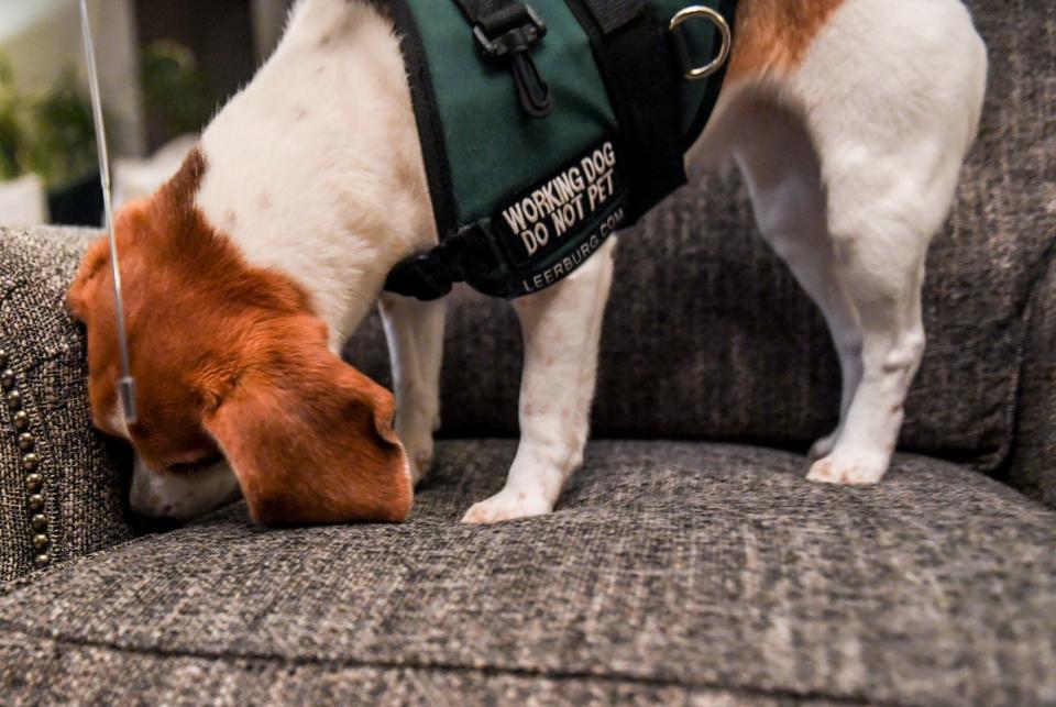 B.G. the beagle sniffs for the hidden vial of bedbugs on Wednesday, Jan. 8, 2020 in Sioux Falls. Beagles Bo and B.G. work as bedbug detection dogs for the Patton's company, Dakota Bedbug Detection.