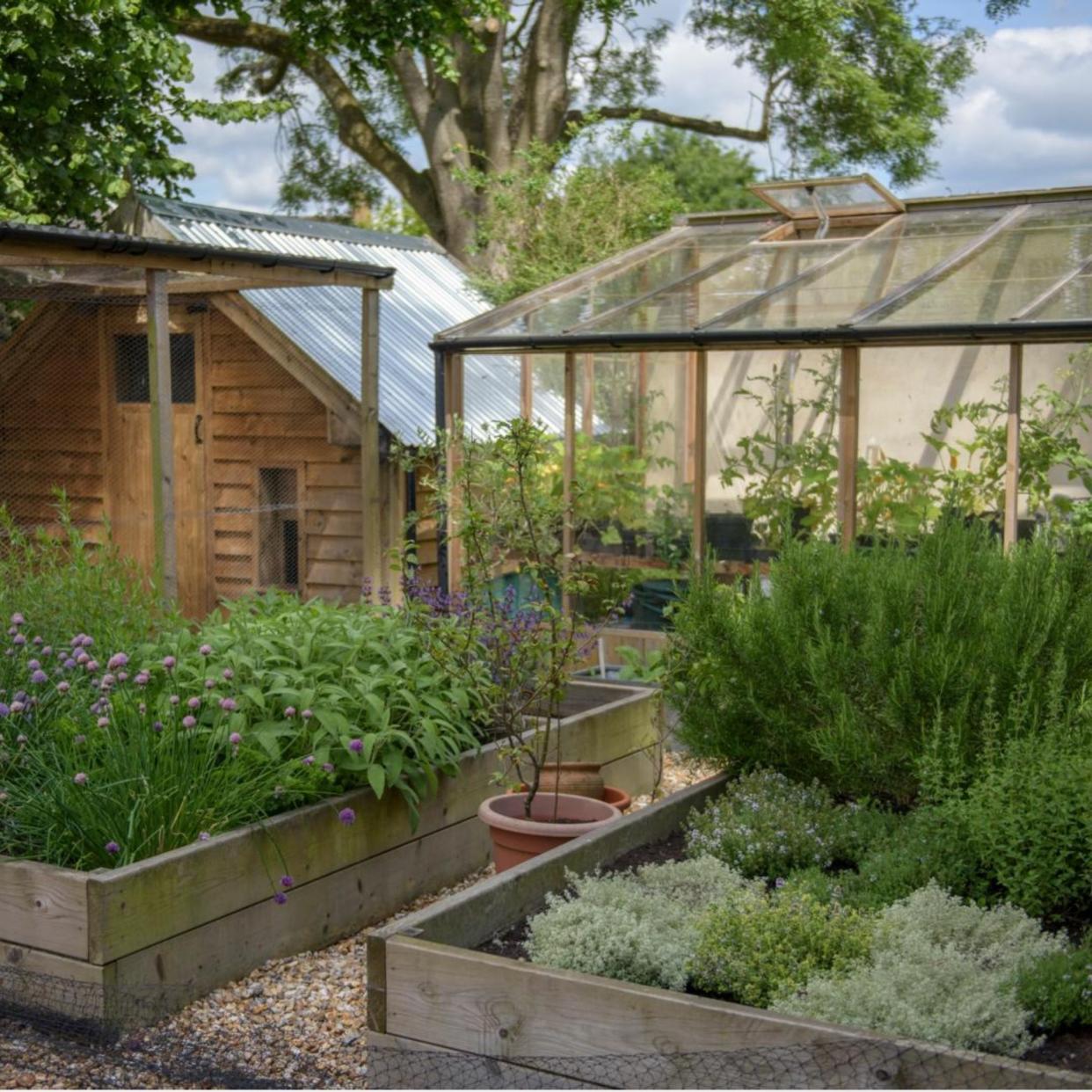  A greenhouse and shed sitting beside a vegetable garden filled with the best vegetables to grow in August 