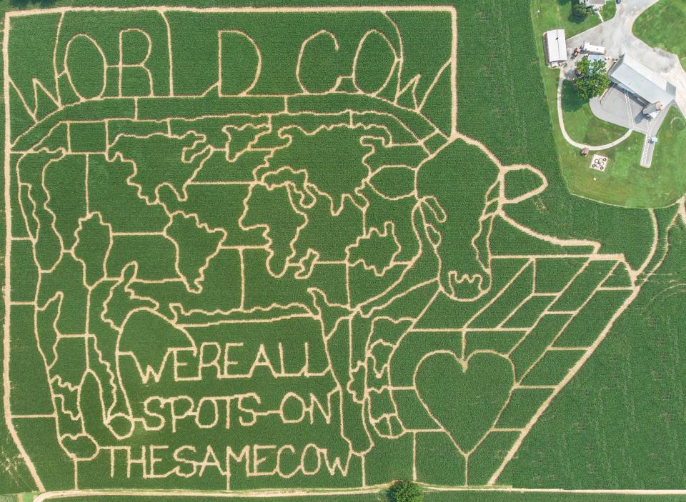 A World Cow etching in a corn maze in Lititz, Pennsylvania.