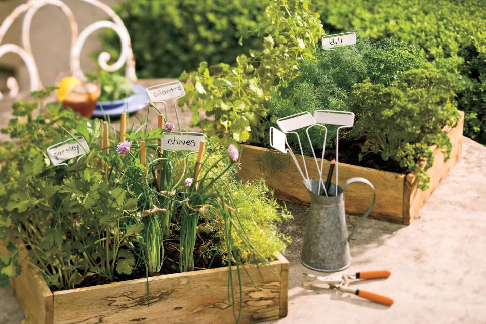 Cilantro, Parsley, and Chives Garden