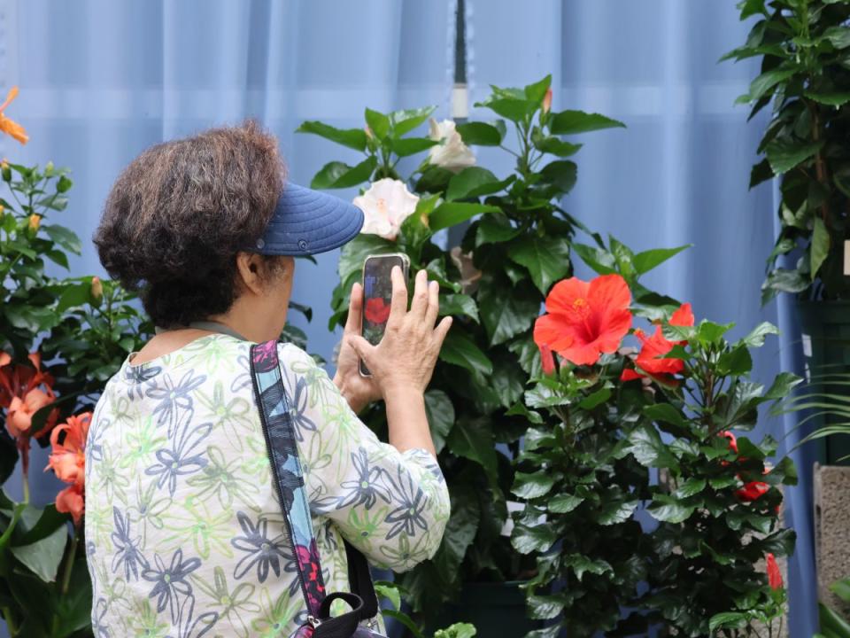 科博館植物園推出熱帶花后朱槿展，花朵繽紛綻放，母親節不妨陪媽媽賞花去。（圖：科博館提供）