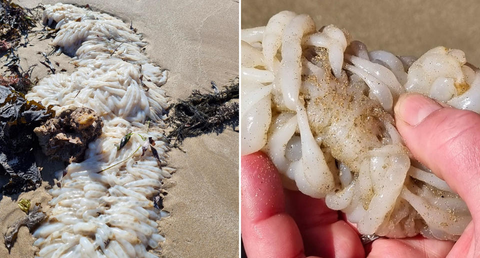 A woman found some strange-looking eggs while walking the dogs at a beach in Tasmania. Source: Facebook/Robyn Mayne
