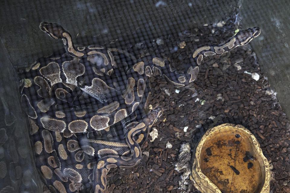 In this image provided by the ASPCA, snakes sit in an enclosure where nearly 300 rabbits, birds and other animals were rescued from a home in Miller Place, N.Y., Tuesday Oct. 18, 2022, on New York's Long Island. The owner of the home, Karin Keyes, 51, was charged with multiple counts of cruel confinement of animals, prosecutors announced (Terria Clay/ASPCA via AP)
