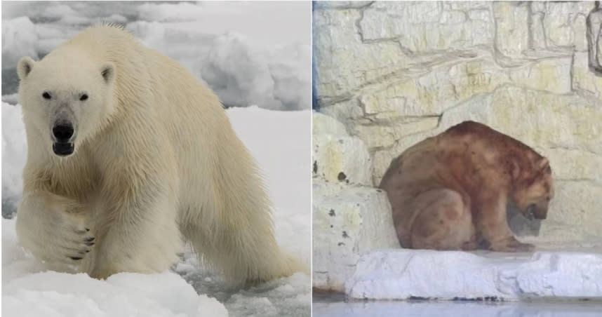 北極熊被遊客發現毛色變成棕色，且蹲在一旁喘氣，疑似身體狀況出現問題。（圖／達志／美聯社、翻攝微博））