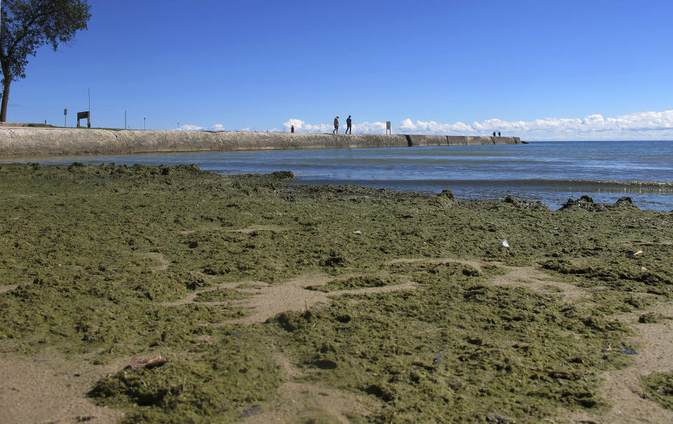 (FOTOS) La invasión de algas malolientes y tóxicas que amenaza las aguas de EEUU