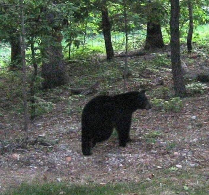 The second bear that ran from the porch on the Arneson’s property.