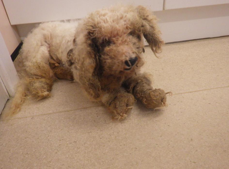 Oscar was covered in matted fur when he came to the RSPCA (RSPCA)