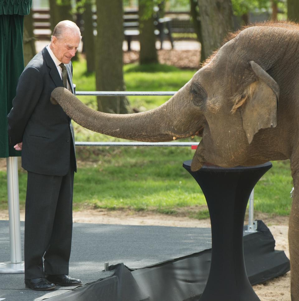 <p>The Duke of Edinburgh feeds Donna, a 7 year old Asian elephant, a banana during a visit to open a new centre for elephant care at ZSL Whipsnade Zoo in Bedfordshire. (Photo credit: <span>Anwar Hussein | EMPICS Entertainment</span>) </p>