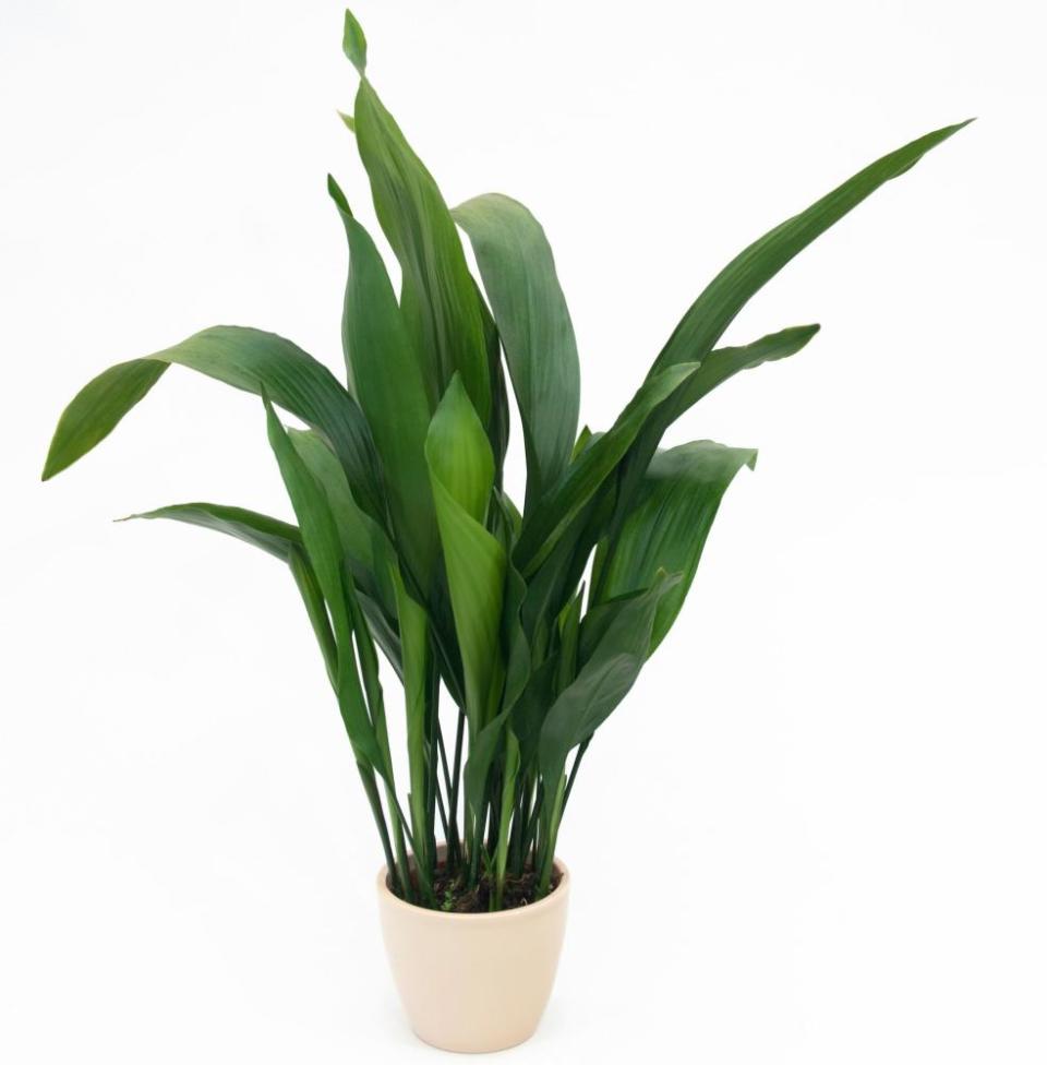 Aspidistra elatior.