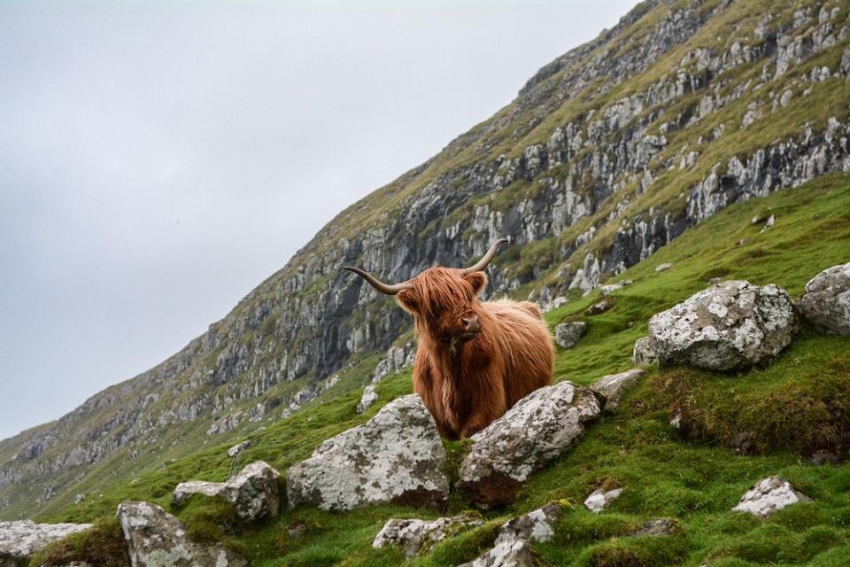 Vaca de la raza Heilan en las Islas Faroe preguntándose a dónde se han ido los árboles. (Imagen creative commons vista en Rawpixel).