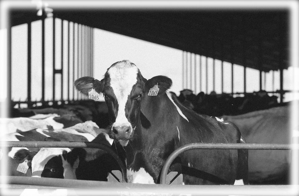 Cows at a dairy in Galt, Calif. (Photo: Rich Pedroncelli/AP)