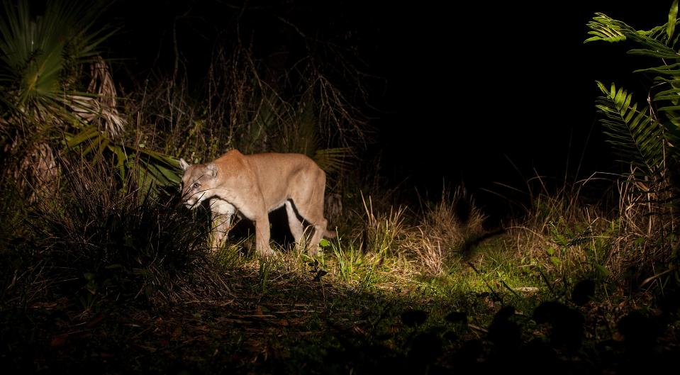 A Florida panther trips a motion sensor camera set up by News-Press Photographer at Corkscrew Regional Ecosystem Watershed, or CREW, in late March 2020.  A female panther was found in a Bonita Springs neighborhood Monday. It was relocated to CREW.
