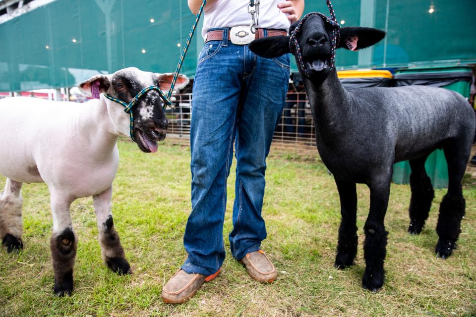 Riley Skatvold, 13, prepares for the open sheep show at the Sioux Empire Fair on Saturday.