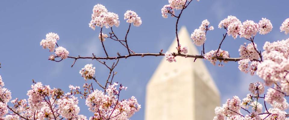 cherry blossoms in district of columbia