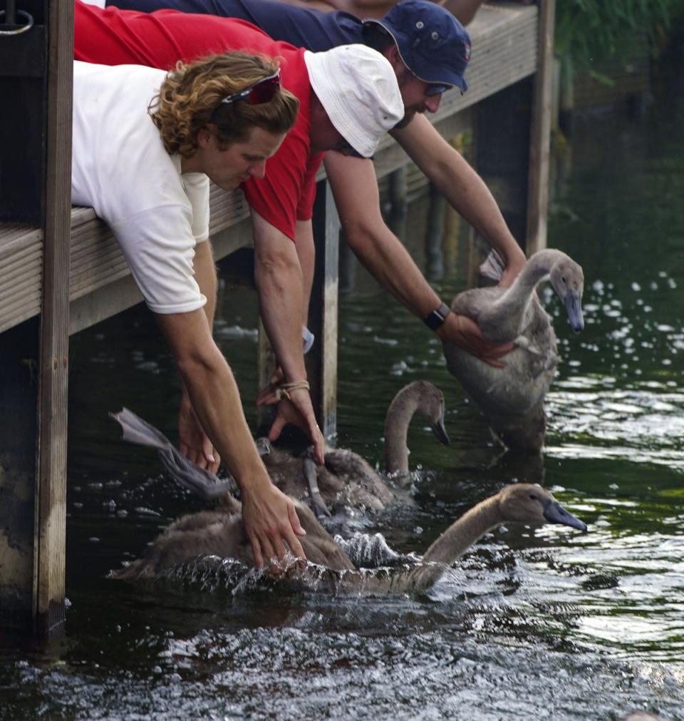 Swan Uppers release a swan and its cygnets (PA Wire)