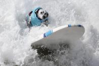 RNPS YEAR END 2014 - BEST OF SPORT ODDLY A dog surfs at the 6th Annual Surf City surf dog contest in Huntington Beach, California in this September 28, 2014 file photo. REUTERS/Lucy Nicholson/Files (UNITED STATES - Tags: SPORT SOCIETY ANIMALS TPX IMAGES OF THE DAY)