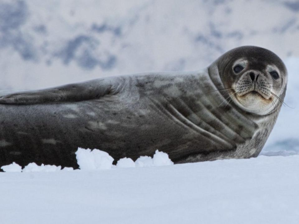 A close up shot my friend got of a seal during one of our zodiac rides.