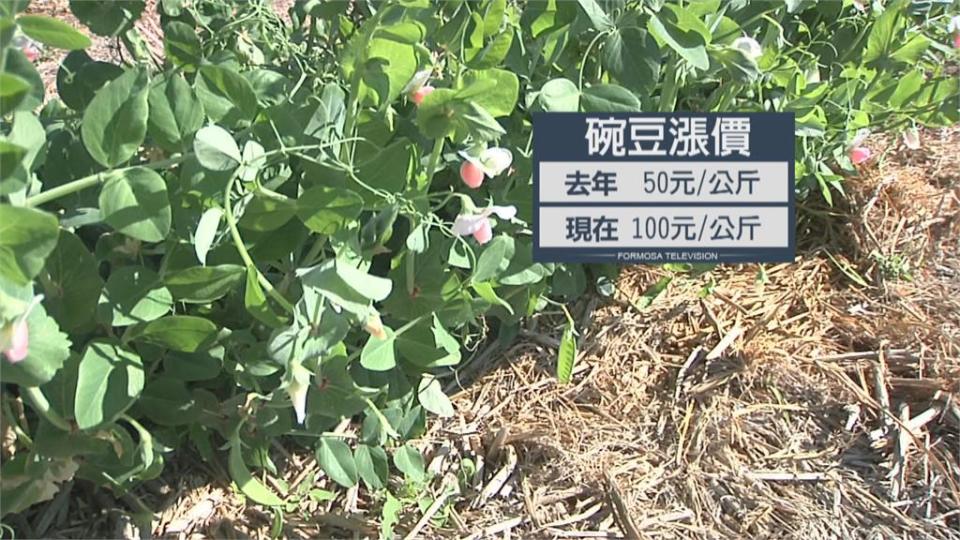 寒流來襲低溫菜凍傷菜價狂飆！ 高麗菜、茼蒿漲4倍