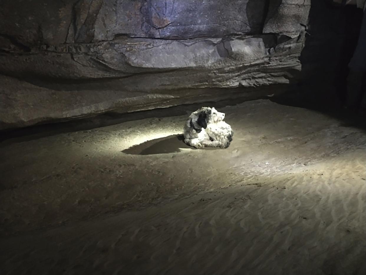 This photo provided by Gerry Keene shows Abby inside the cave.