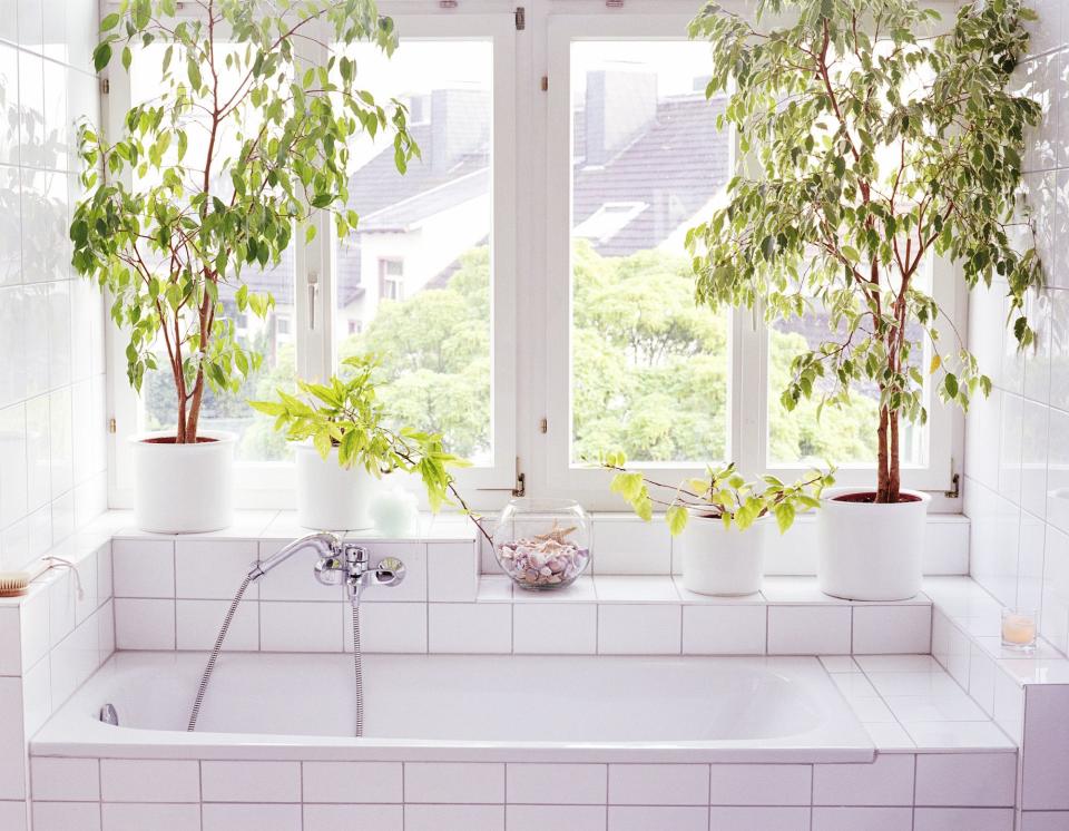 The Best Plants for a Spa-Like Bathroom