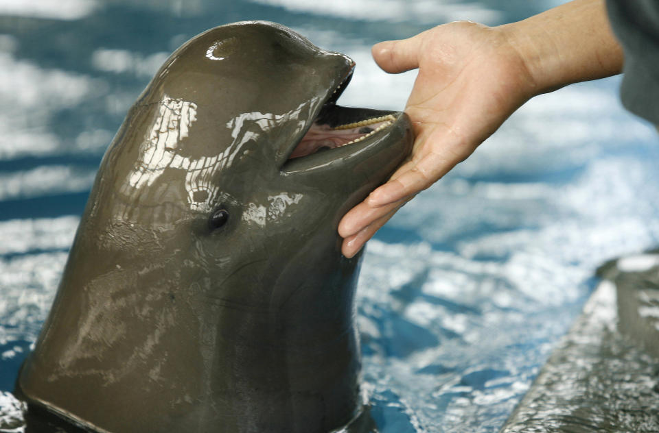 Yangtze Finless Porpoise