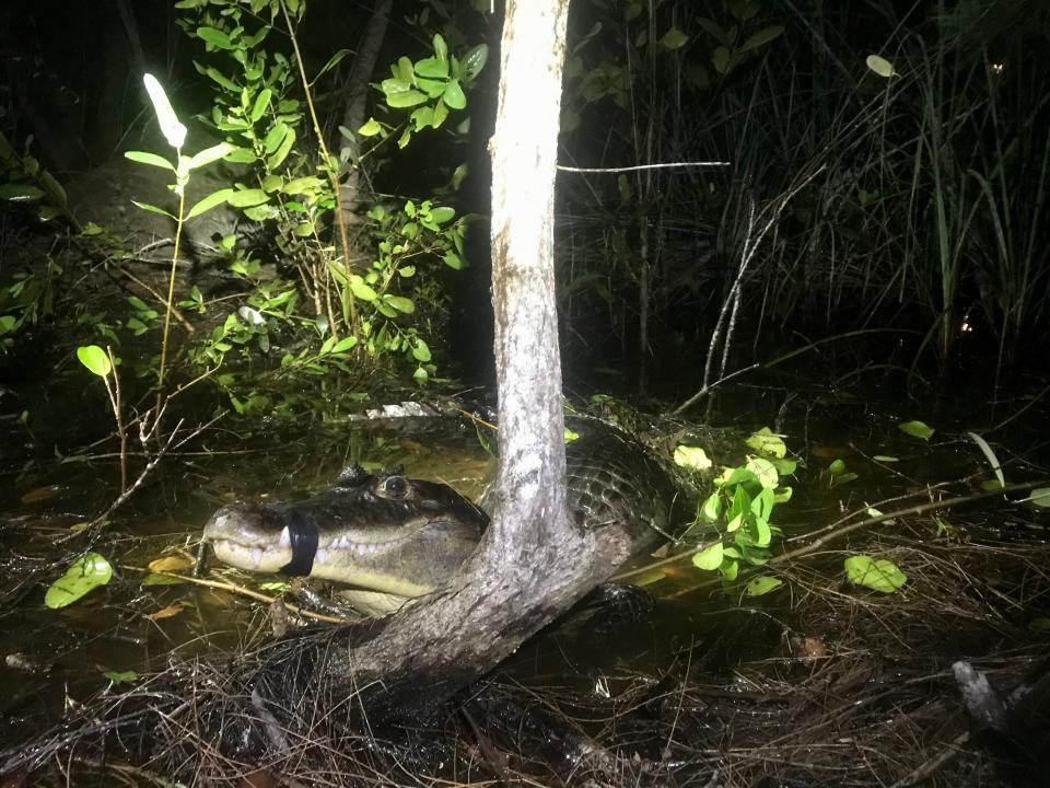 This spectacled caiman was removed from the Everglades by a team of scientists and researchers associated with the University of Florida.