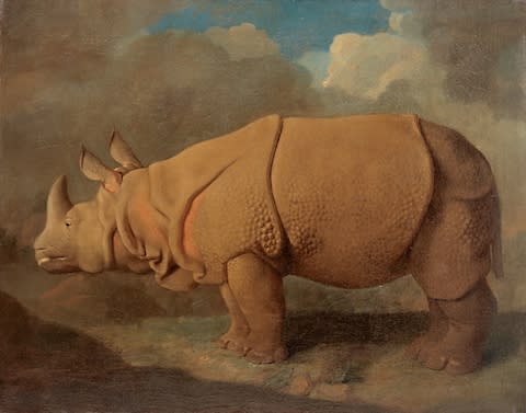 Rhinoceros, c.1790–1792 - Credit: © Royal College of Surgeons of England&nbsp;
