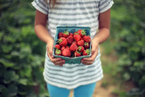 Go Berry Picking