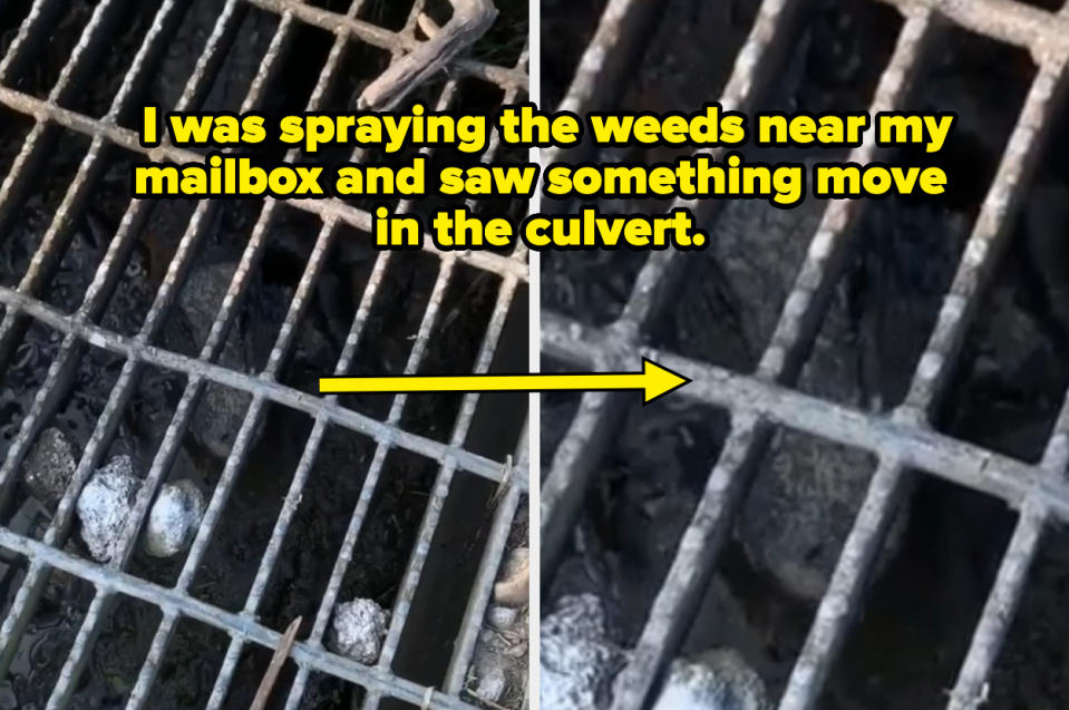 A close-up view of a culvert grate with an object partially visible, indicated by an arrow, suggesting movement inside