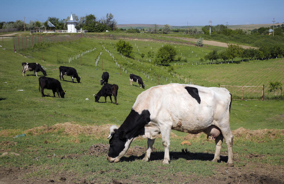 In this Tuesday, May 21, 2019, cows graze in a field in Luncavita, Romania. In 2014, the Romanian village of Luncavita had one of the lowest voter turnouts in the country for the European Parliament election _ all of 19.3%. (AP Photo/Vadim Ghirda)