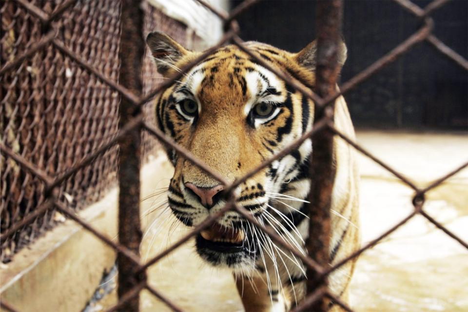 File photo of a tiger in China. Representational purpose only  (EPA)