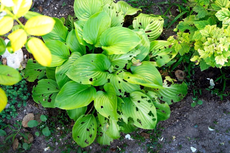 green leaves in garden eaten by slugs