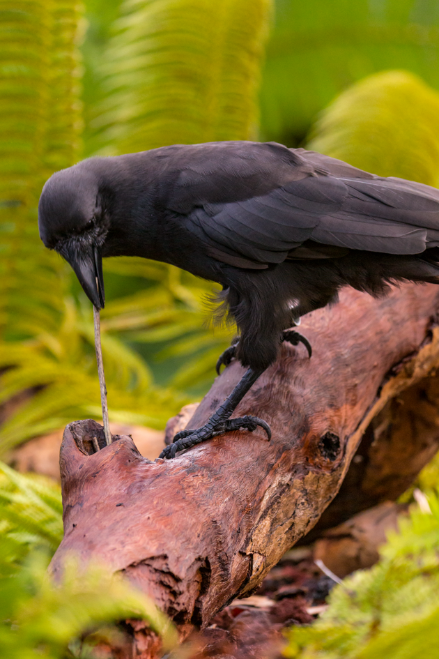 Ken Bohn / San Diego Zoo Global