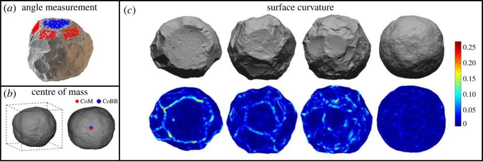 Análisis en 3D y métodos para medir los ángulos de los bordes, el centro de masa y la curvatura de la superficie | Muller, Antoine, et al. Royal Society Open Science (2023)